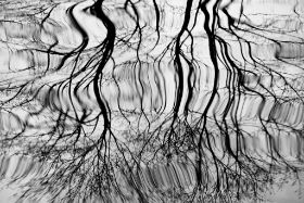 BAD, Werderstraße, Park, tree-reflections, sw.jpg