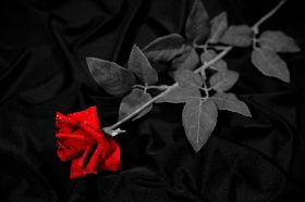 Z, +, künstliche Rose; 065.jpg