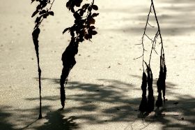 BAD, Grün um Solms-See (8) (1).jpg